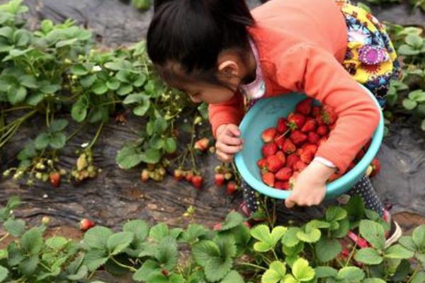 昆明摘草莓的地方在哪里2024年 昆明摘草莓地點推薦