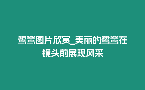 鷺鷥圖片欣賞_美麗的鷺鷥在鏡頭前展現風采