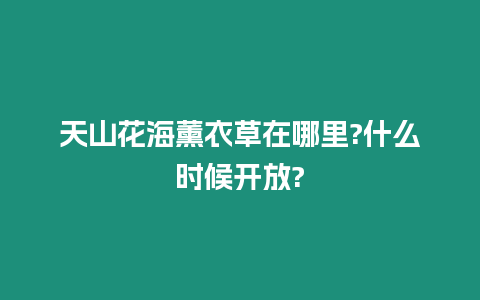 天山花海薰衣草在哪里?什么時候開放?