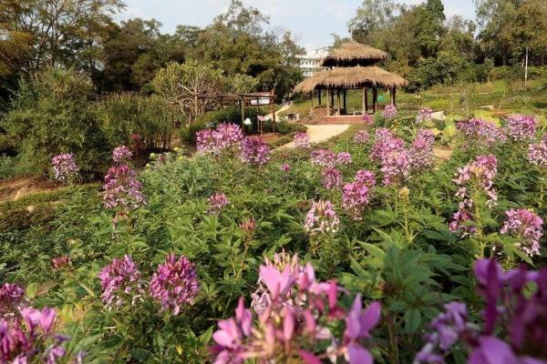 2024年廣西藥用植物園限流措施 廣西藥用植物園景點介紹