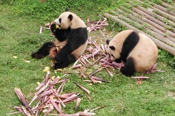 2024年長沙生態(tài)動(dòng)物園門票多少錢 長沙生態(tài)動(dòng)物園游玩攻略