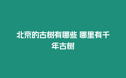 北京的古樹有哪些 哪里有千年古樹