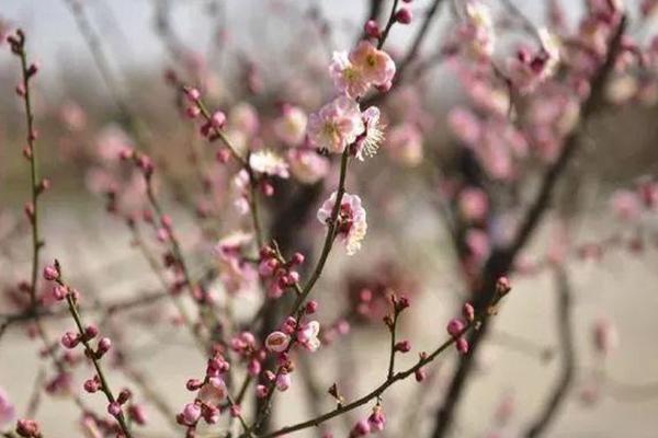 西安賞梅花的最好的地方 西安賞梅好去處