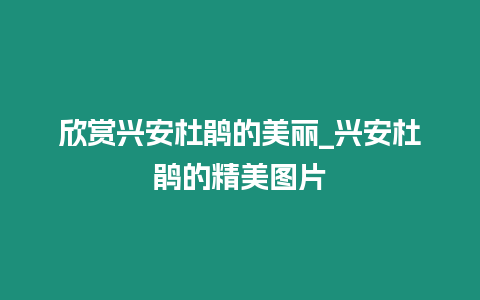 欣賞興安杜鵑的美麗_興安杜鵑的精美圖片