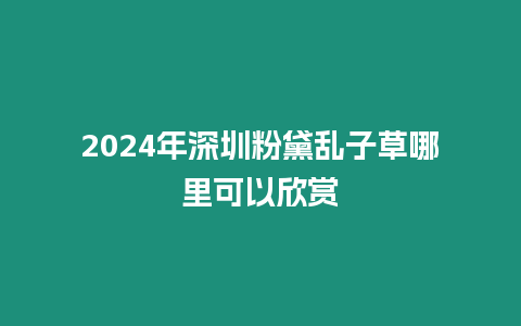 2024年深圳粉黛亂子草哪里可以欣賞