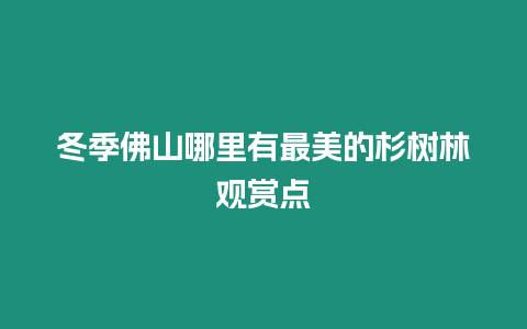 冬季佛山哪里有最美的杉樹林觀賞點