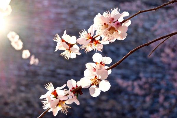 長沙梅花什么時候開花-觀賞地推薦