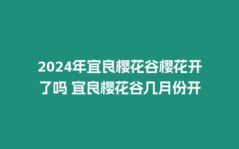 2024年宜良櫻花谷櫻花開了嗎 宜良櫻花谷幾月份開