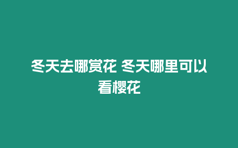 冬天去哪賞花 冬天哪里可以看櫻花