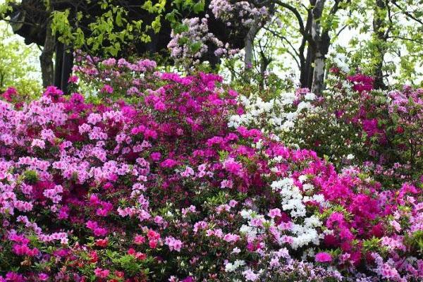 2024上海植物園近期花展-秋季花展