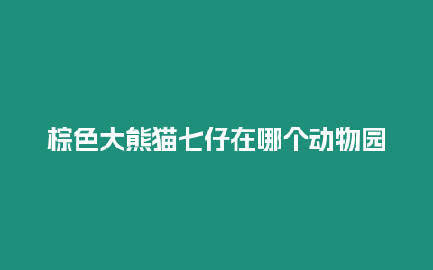 棕色大熊貓七仔在哪個動物園