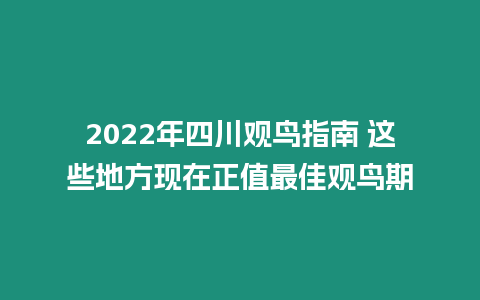 2024年四川觀鳥指南 這些地方現在正值最佳觀鳥期