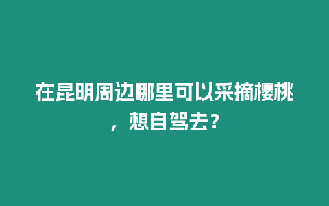 在昆明周邊哪里可以采摘櫻桃，想自駕去？