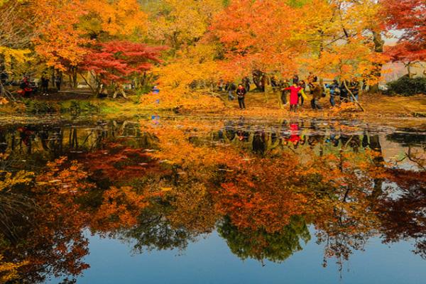 2024國慶節天平山楓葉紅了嗎 天平山紅楓最佳時間