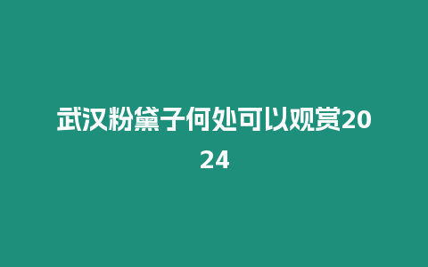 武漢粉黛子何處可以觀賞2024