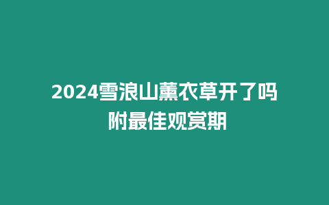 2024雪浪山薰衣草開了嗎 附最佳觀賞期