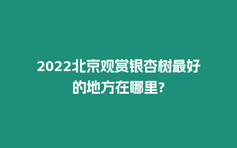 2024北京觀賞銀杏樹最好的地方在哪里?