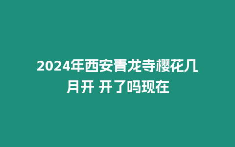 2024年西安青龍寺櫻花幾月開 開了嗎現在