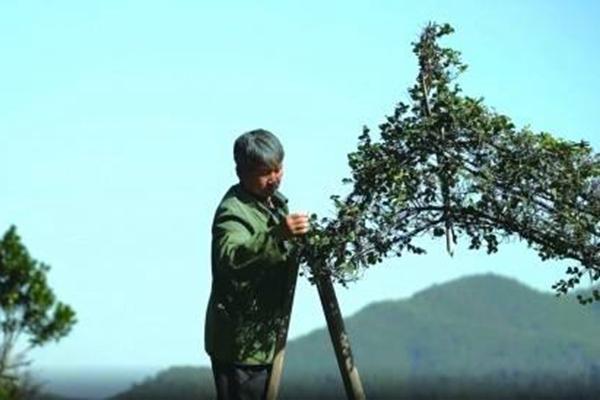 吳桔云大叔菜圃具體位置在哪