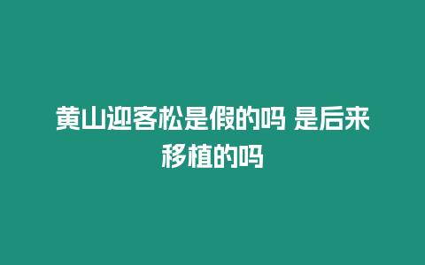 黃山迎客松是假的嗎 是后來移植的嗎