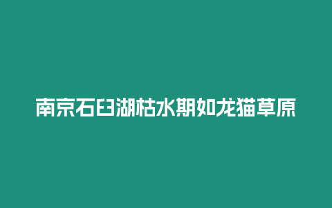 南京石臼湖枯水期如龍貓草原