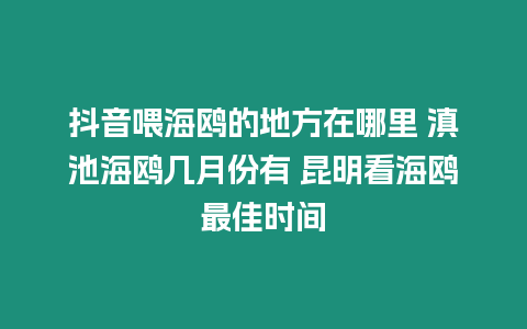 抖音喂海鷗的地方在哪里 滇池海鷗幾月份有 昆明看海鷗最佳時間