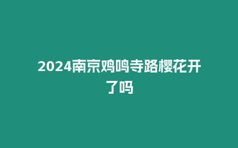 2024南京雞鳴寺路櫻花開了嗎