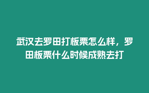 武漢去羅田打板栗怎么樣，羅田板栗什么時候成熟去打