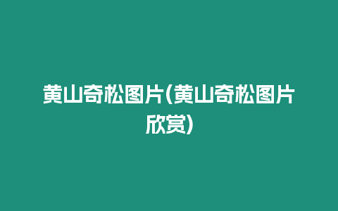 黃山奇松圖片(黃山奇松圖片欣賞)