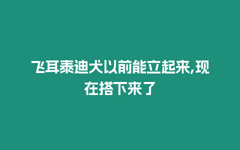 飛耳泰迪犬以前能立起來,現(xiàn)在搭下來了