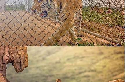 萬安山野生動物園門票特價票，萬安山野生動物園門票特價票優惠政策？