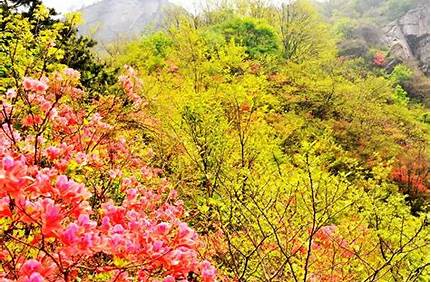 云臺(tái)山門票學(xué)生證半價(jià)多錢，云臺(tái)山門票學(xué)生票多少錢一張？