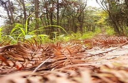 長泰天成山門票預訂，長泰天成山景區門票？