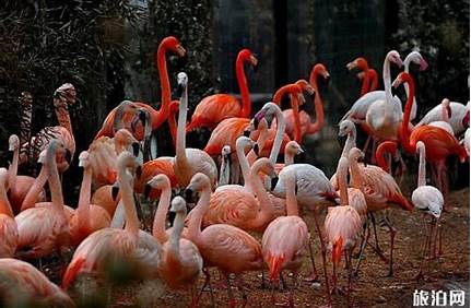 現在北京動物園的門票多少錢，現在北京動物園的門票多少錢啊？