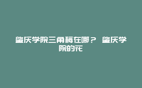 肇慶學院三角梅在哪？ 肇慶學院的花