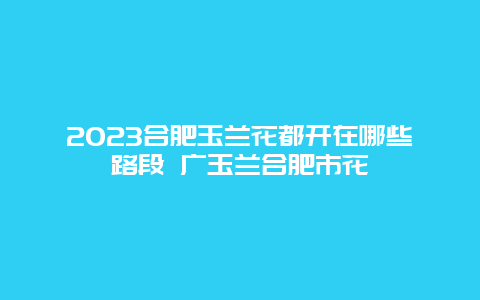 2024合肥玉蘭花都開在哪些路段 廣玉蘭合肥市花