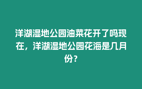 洋湖濕地公園油菜花開了嗎現在，洋湖濕地公園花海是幾月份？