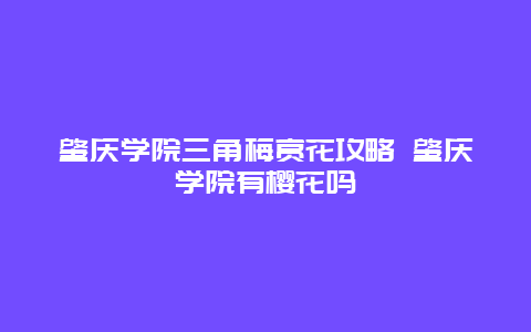 肇慶學院三角梅賞花攻略 肇慶學院有櫻花嗎