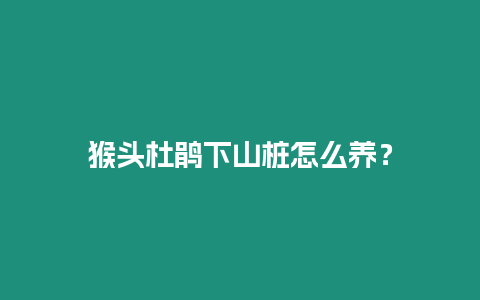 猴頭杜鵑下山樁怎么養(yǎng)？