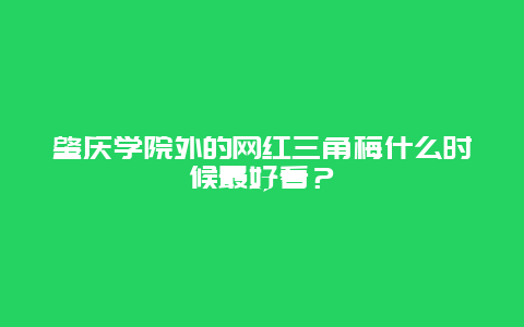 肇慶學院外的網(wǎng)紅三角梅什么時候最好看？