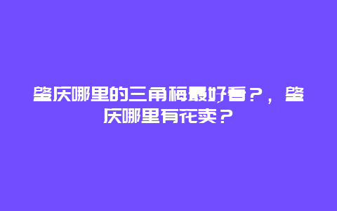 肇慶哪里的三角梅最好看？，肇慶哪里有花賣(mài)？