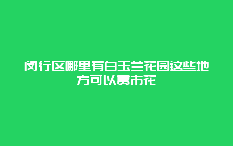 閔行區哪里有白玉蘭花園這些地方可以賞市花