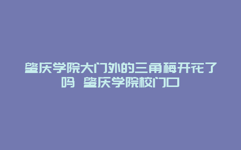 肇慶學院大門外的三角梅開花了嗎 肇慶學院校門口