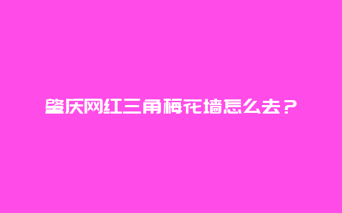 肇慶網紅三角梅花墻怎么去？