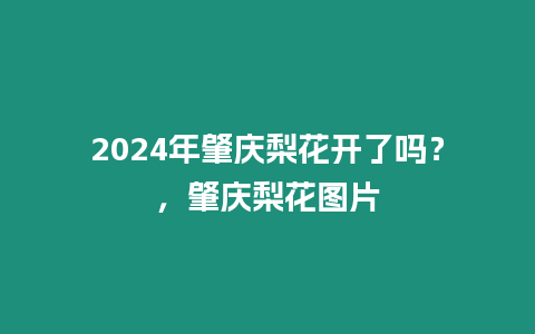 2024年肇慶梨花開了嗎？，肇慶梨花圖片