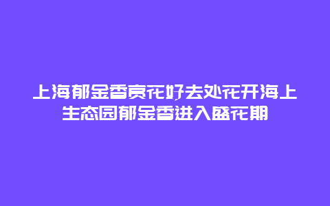 上海郁金香賞花好去處花開海上生態園郁金香進入盛花期