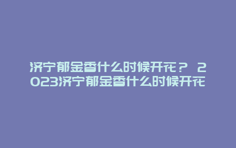 濟寧郁金香什么時候開花？ 2024濟寧郁金香什么時候開花