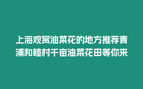 上海觀賞油菜花的地方推薦青浦和睦村千畝油菜花田等你來