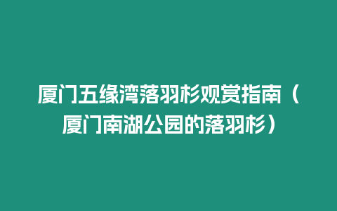 廈門五緣灣落羽杉觀賞指南（廈門南湖公園的落羽杉）