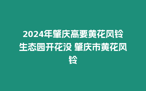 2024年肇慶高要黃花風鈴生態園開花沒 肇慶市黃花風鈴